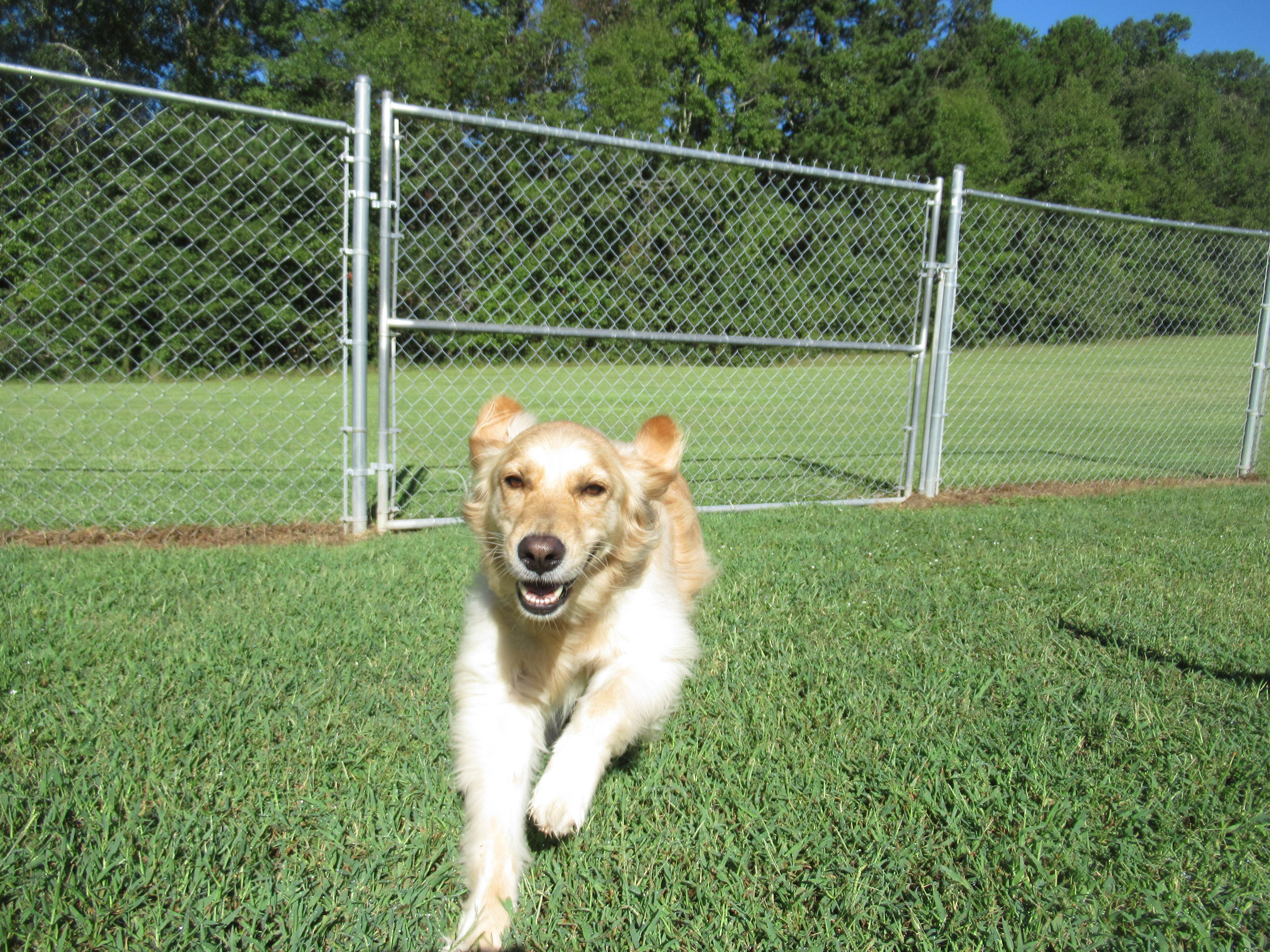 Dog runs in grass at Smith Farms Kennels, the best doggy daycare in Metro Atlanta