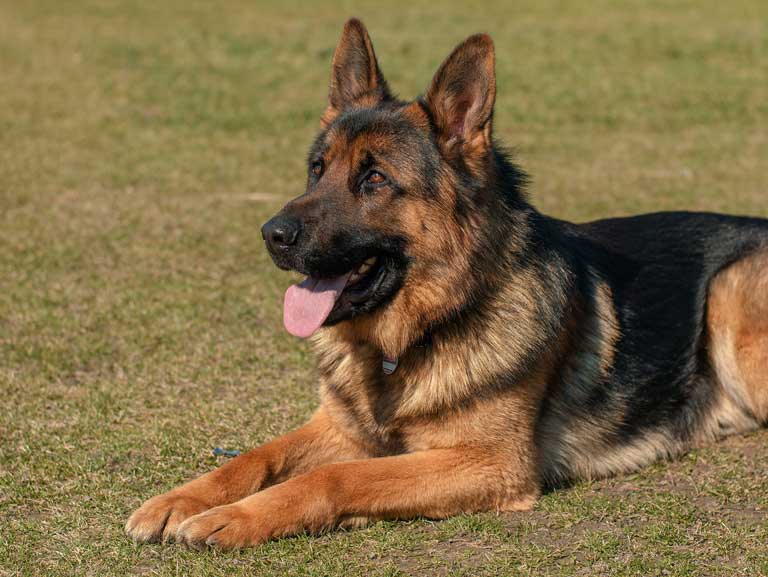 Large Dog Boarding at Smith Farms Kennels