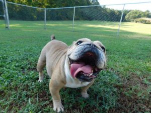 Smith Farms Boarding dog daycare