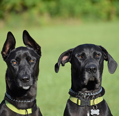 Two large dogs stare into the distance at Smith Farms Kennel, the best kennel in Conyers, Georgia