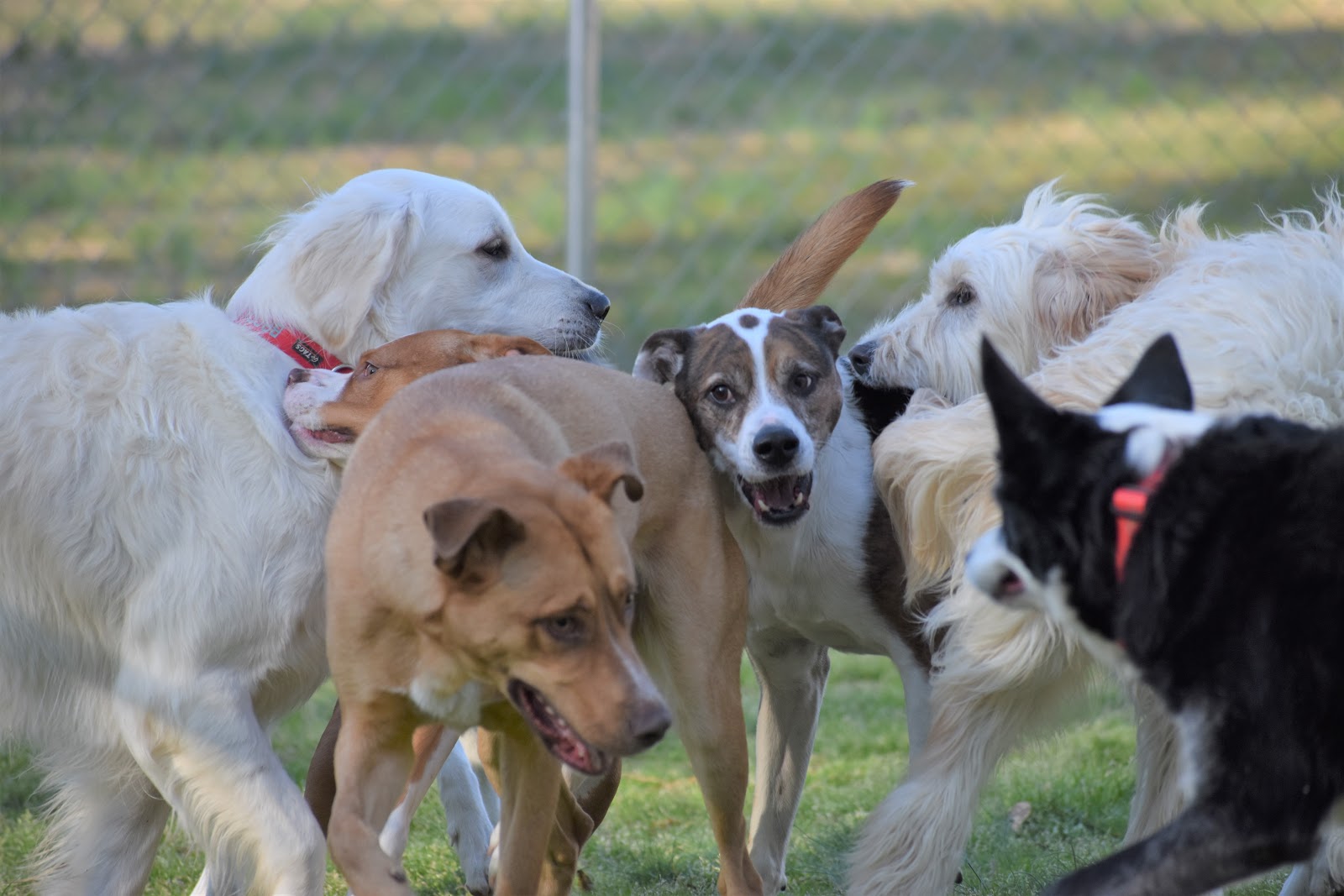 Long Term Boarding Smith Farms Boarding Kennels