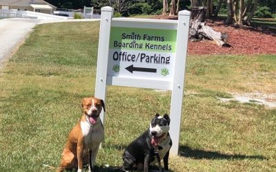 Dog Training in Covington, Georgia