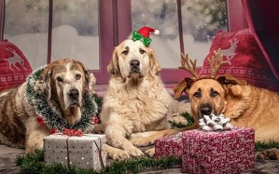 Holiday Fun with Your Dog