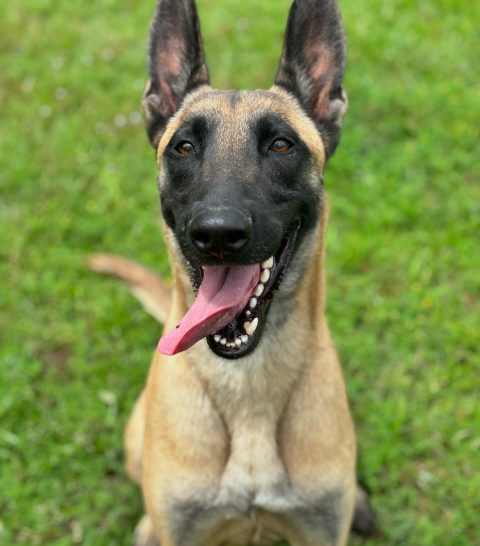 Top-quality Boarding For Large Dogs At Smith Farms Kennels - Smith 